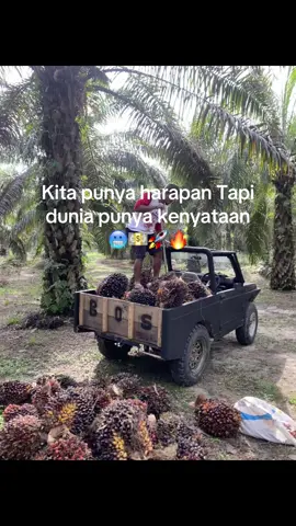 💵💃#petanisawit🌴 #kulisawit #bossmuda #petaniindonesia🇮🇩🇮🇩🇮🇩🌿🌿 #pekerjakeras 