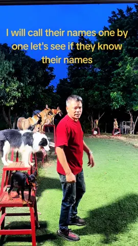 Dogs training tips #DogTraining #dogtrainer #dogsoftiktok #PetsOfTikTok #dogtrainingtips 