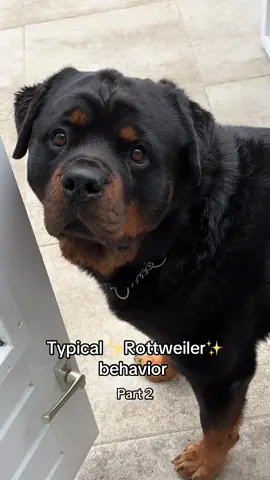 Typical Rottweiler behavior ✨ #rottweiler #dogsoftiktok #fyp 
