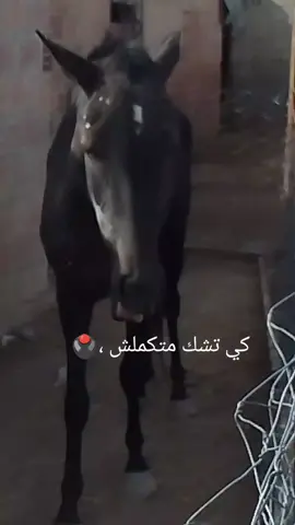 ❤️ڨلب طاب 🔥المخ نص طياب 🦋