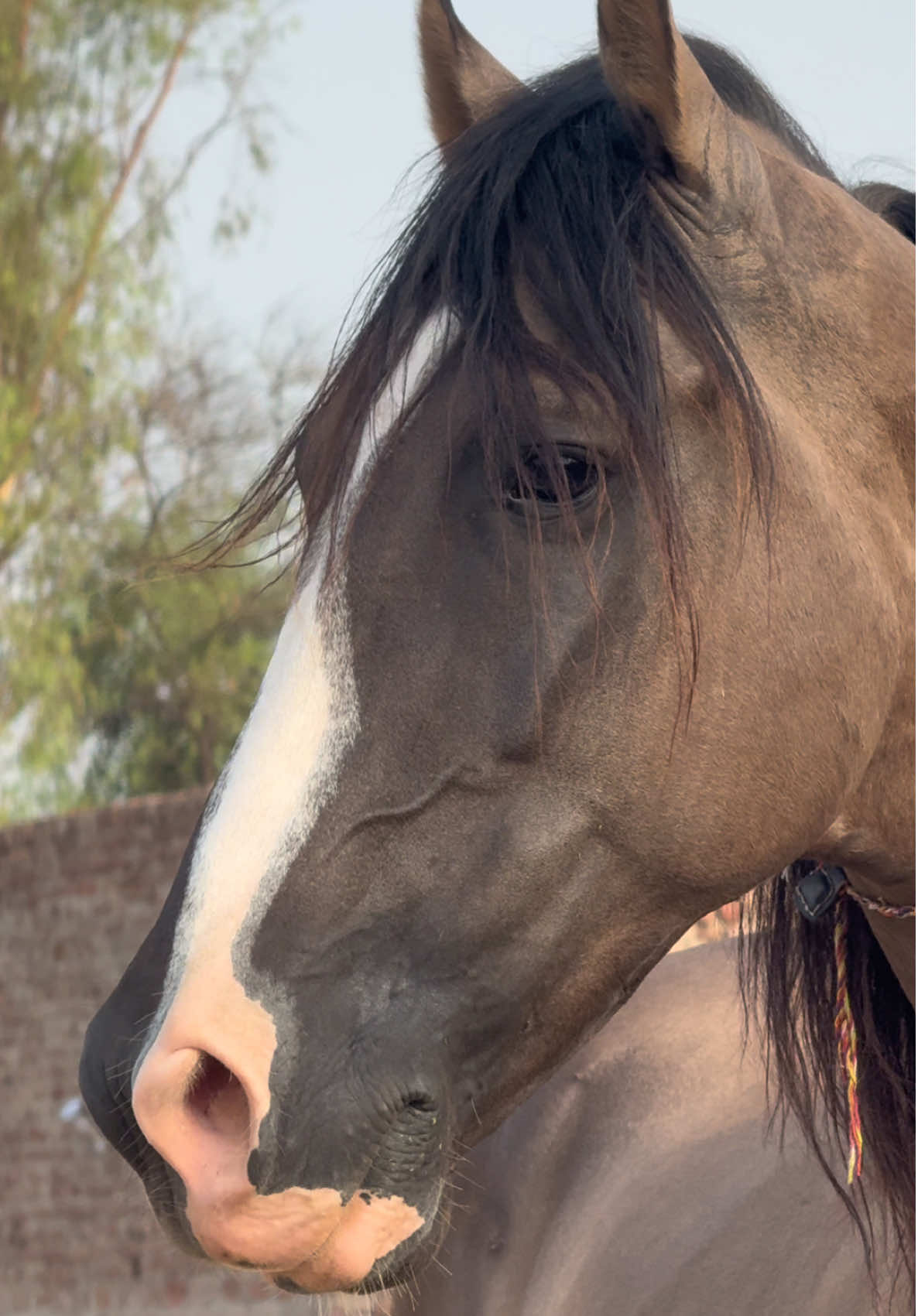 #akbsc #horse #goldenboy #rider #syedhaiderhassanshah❤️‍🔥🔥 