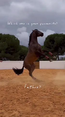 Which one is your favourite Valse? Fuego or Panam? #horsemanship #horse #equestrian #libertyhorse #horselover 