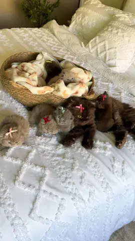 متاحين حالياً🤎🤎🤎  #foryourepage #fyp #foryoupage #سكوتش_فولد #سكوتش_فولد 