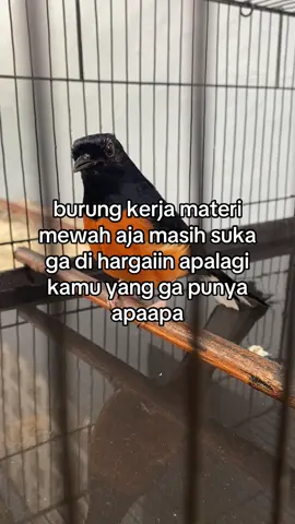 mumet bolo #kicaumaniaindonesia #storikicaumania #foryou #fyp 