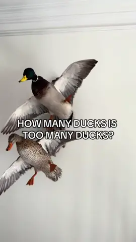 how many ducks is too many ducks??  #duckhunting #blacklabrador #huntingdogsoftiktok #dogsoftiktok 