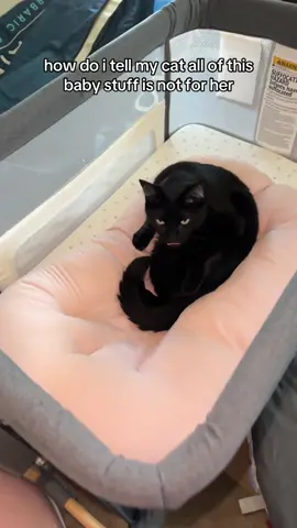 like maam i JUST washed that lounger 😭 #pregnancy #catsoftiktok #blackcatsoftiktok #pregnanttok #nursery 