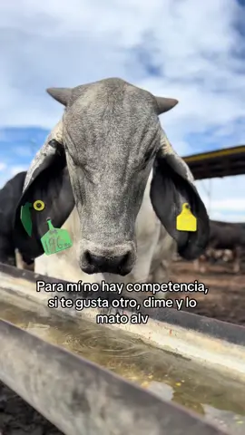 #ganaderia🐂🐎 #ganaderosdelmundo #engordadeganado #fypシ #rancho 