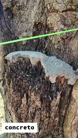 #concreto #in #the #tree #meme 