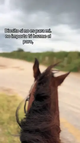 #ganaderia🐂🐎 #ganaderosdelmundo #engordadeganado #fypシ #rancho 