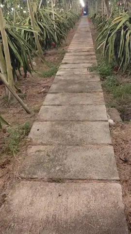 pesona kebun buah naga mewah# #fyp #CapCut #fyp #buahnagabanyuwangi 