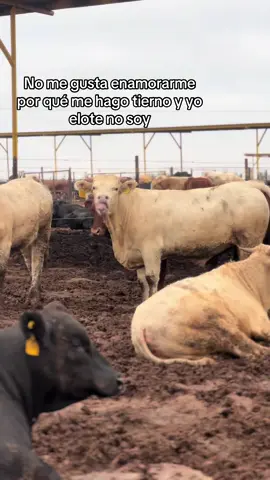 #ganaderia🐂🐎 #ganaderosdelmundo #engordadeganado #fypシ #rancho 