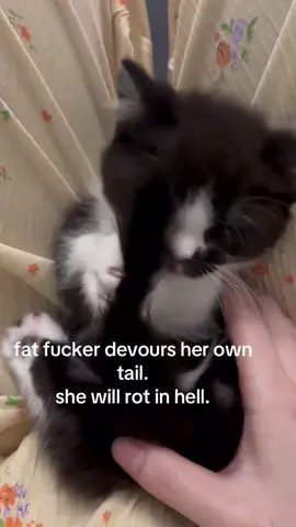 disgraceful creature #spirituality #kitten 