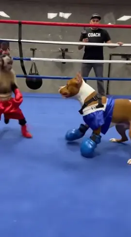 Perro vs mono 🤣🤣✌🏽 #lohizolaia #videosderisas😆🤣 #videosgrasiososos0511 