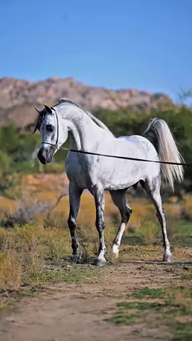 #عاشقه_الخيل🐎❤ #خيل_وخياله🐎 #ماشاءاللّٰه_سبحان_اللّٰه_💖  #مالي_خلق_احط_هاشتاقات #اكسبلور 