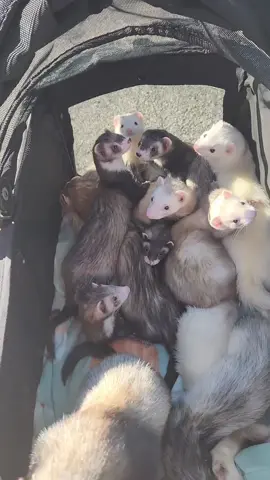 Finally cooler morning weather in South Alabama. The ferrets absolutely love going on their daily walks. For some of them this is their very first walk.  #ferrets #spoiledpets #ferretmom #ViralOnTikTok #ferretsoftiktok 