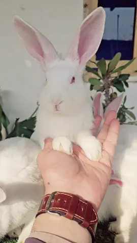 New Zealand White Rabbit #rabbitcage #rabbitmeat #newzealandwhite #rabbitfarming #rabbit #follow