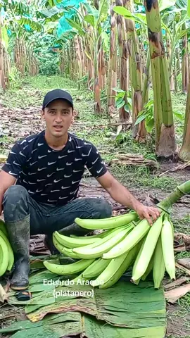 En el cultivo de plátano actualmente existen diferentes técnicas innovadoras que los agricultores ponen en práctica para aumentar su producción y calidad de la cosecha, aquí se muestra la diferencia entre dos racimos, uno con técnica de enmayado y otro de forma tradicional. #cosecha  #agricultura  #produccion  #platano  #calidad 