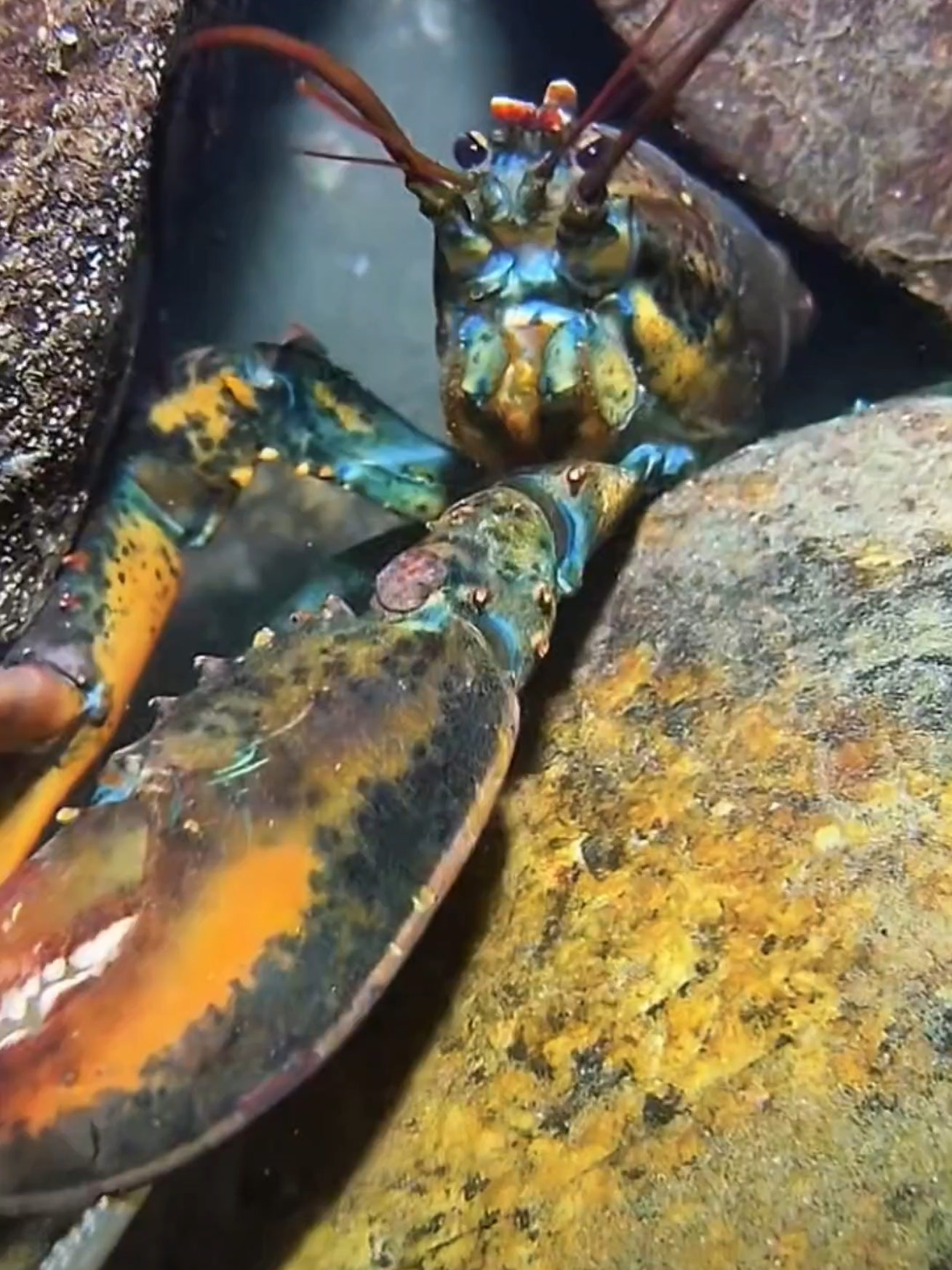 #diving #crab #catchthesea #seafood #seaside 