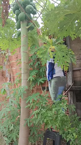 quem planta colhe @yae   @LetySB  #fyp #mamão #plantacao #colhendo 