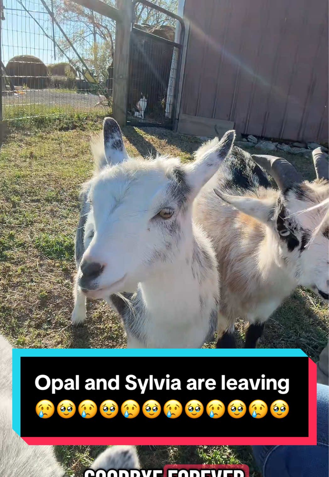 Opal and Sylvia are leaving… Exciting but slightly sad day 🥹 #minigoats #goats #farmlife #breedingseason #nigeriandwarfgoats 