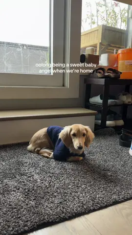 the way he just tosses the underwear and gallops away……#minidachshund #dachshund #puppytok 