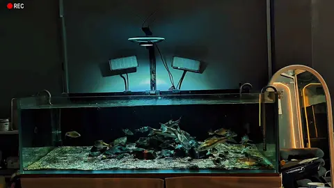 Mới đi đúng 1 lần  Đà Lạt 😔#cacanh #cacanhvietnam #thuysinh #layoutthuysinh #