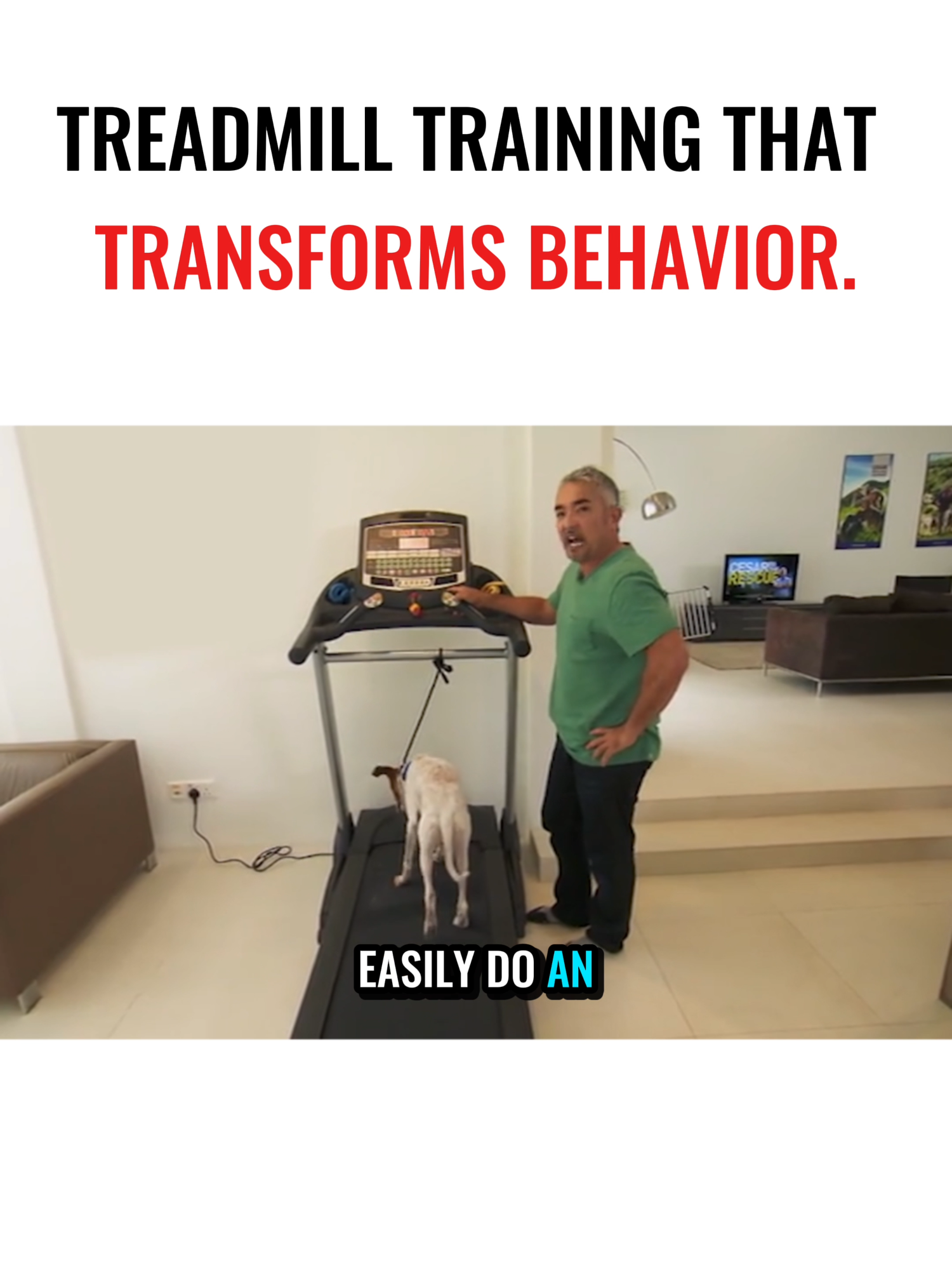 A treadmill isn’t just exercise, it’s therapy. For a fearful dog, forward motion is the cure. Una caminadora no es solo ejercicio, es terapia. Para un perro con temeroso, el movimiento hacia adelante es la cura.