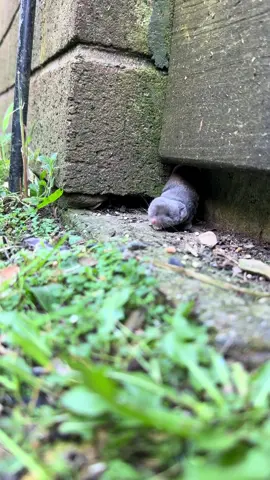 This little weirdo is a Northern Short Tailed shrew. One of the few venomous mammals in the world! They’ll bite and paralyze their prey to store for later. They’ll do take care of your bug and mice population though. Just stay away from my chipmunks! #shrew #northernshorttailedshrew #shrews #wildlife #wildanimals 