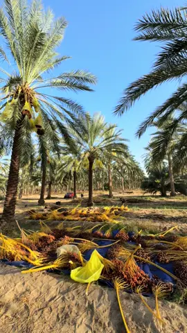 > من قلب الجنوب التونسي 🌴 تمرنا ذهبي، طبيعي، و مليان بالطاقة ✨ #ذهب_الصحراء #دقلة_نور #جنوب_تونس #تمر_فاخر
