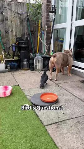 Top 15 Funniest Dogs vs Birds Moments 🐶🦜🦆🦢 #animalsoftiktok #animals #animales #bigcat #wholesome 