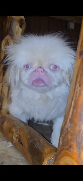 #furrytiktok #viral #puppytiktok #furryfur #petstagram 