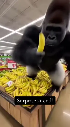 Gorilla steals banana and says something crazy at the end!#gorilla#funny#viral#sora#fyp#fypシ゚viral#police#bodycam #banana#sora2 