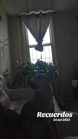 #recuerdos #michiquitita #paratii #foryoupage #charitoyanita 