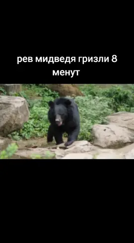 #мишка #медведев #медаедь #медвед #гризли