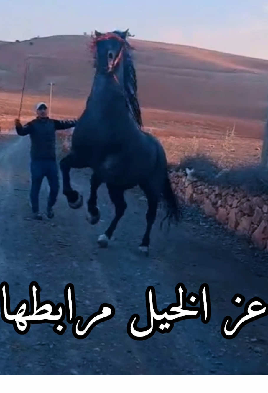 #خيرات_بلادي #خيل #ماشاءالله_تبارك_الله #المرجو_❤️الدعم👌_بلايك👍_والمتابعة #tik_tok 