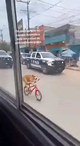 firulais. #paratii #fyp #viral #perro #policia @INFO7MTY 