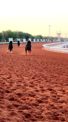 #خيل_وخياله🐎 #خيال #ميدان_الملك_عبدالعزيز_للفروسية #ميدان_فروسية_الاحساء #الشعب_الصيني_ماله_حل😂😂 