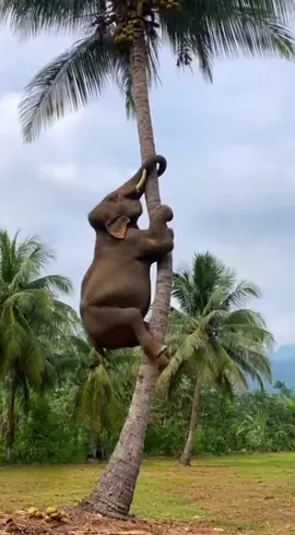 Elephant Climbs Trees and fell down #Elephant #funny #funnyvideos #funnyvideo #joke 