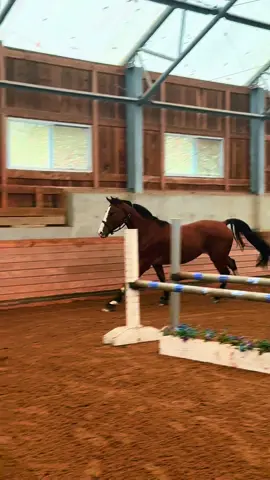 Fetti WAP 🤩🦄 First ride in 🇺🇸 tomorrow! #fyp #equestrian #thewildwoodway #pieceofcake #fetti 