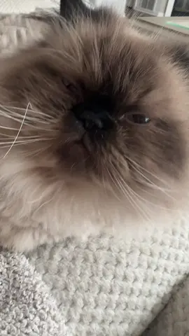 Good morning pineapple #foryou #fyp #catsoftiktok #kitty #goodmorningpineapple 