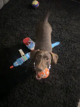 Got in from work and Little Miss got a good report card from her daddy’s work! Slept all day… now she’s full of beans for her mama coming home from the office and has pulled all the toys out!!  Playtime it is!!  #dog #kidathehalfsausage #playtime #toys #dogsoftiktok 