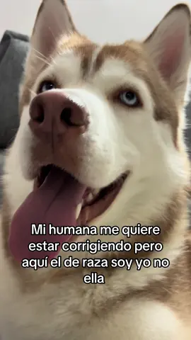 #husky #paratiiiiiiiiiiiiiiiiiiiiiiiiiiiiiii 