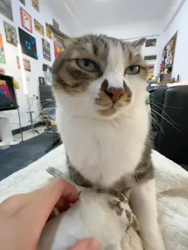 hello scratch scratch scratching. #meowing #catsounds #asmr 