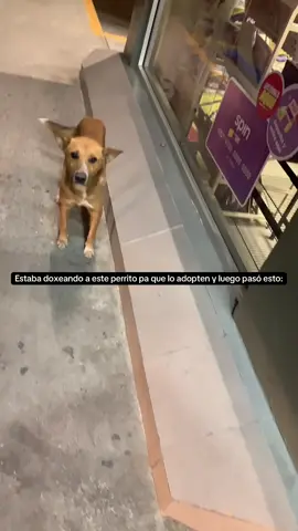 México surrealista                                  #fyp #mexico #perros #gatos 