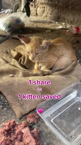 Can’t donate, but still want to help? Please engage with our content: comment, like and share 💓  It helps us spread the message to others and reach more potential donors - we can’t keep going without them.  #fyp #viral #Vlog #catsoftiktok #marrakech 