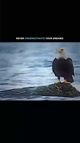 never underestimate your enemies... . . . #selfgrowth #mentality #motivation #success #fyp 
