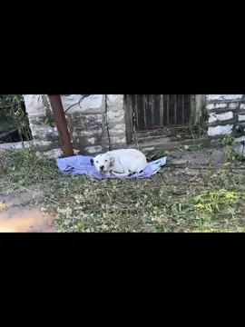 It happened again.  - - We fell in love in 57 seconds. - -  This skinny 1 year old pup with pale gums was chained to an abandoned house, and found laying on a blanket. No food or water bowls in sight.  He stayed low and wagged his tail to show us he was no threat. Buddy, we could tell just by looking in your eyes. Come on, you won't be lonely anymore. Let's go bye bye. We named him Chimpi, updates to come! We need fosters, please help us if you can! Strayrescue.org/foster