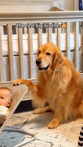 A pup is a baby's perfect bedtime sidekick❤️#dog #pet #baby #Love #TrueLove #lovestory #bestfriend #cute #dogsofttiktok #foryou #usa🇺🇸 