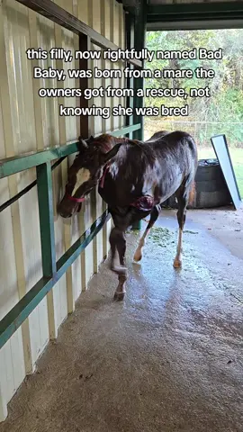 Bad Baby..... aka the red demon #horsesontiktok #horses #badBaby 