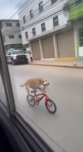 Perro huyendo de los municipales en bicicleta😂 #paratiiiiiiiiiiiiiiiiiiiiiiiiiiiiiii #risa #fyp #viraltiktok #viral  